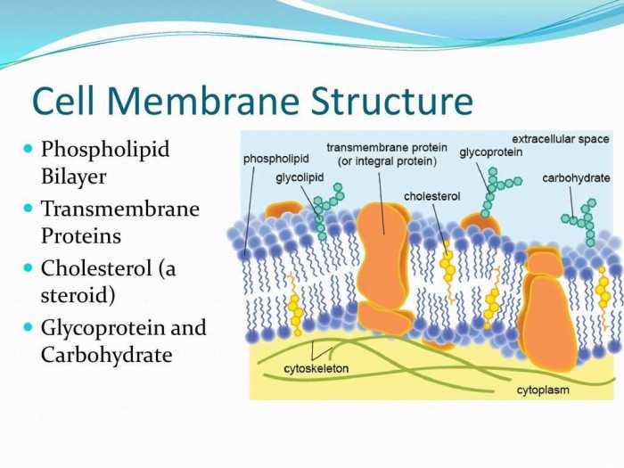 Cell membrane webquest answer key