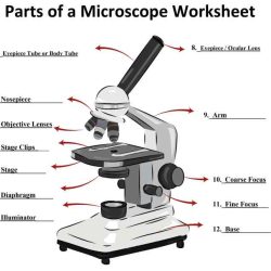 Microscope natural parts light grade different they gr9 sciences use 3d used cell safety follow next