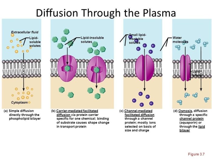 Which of the following statements about lipid-soluble hormones is true