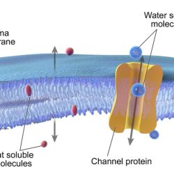 Soluble hormones hormone lipid water receptor location pathway type varies which cloudshareinfo endocrine