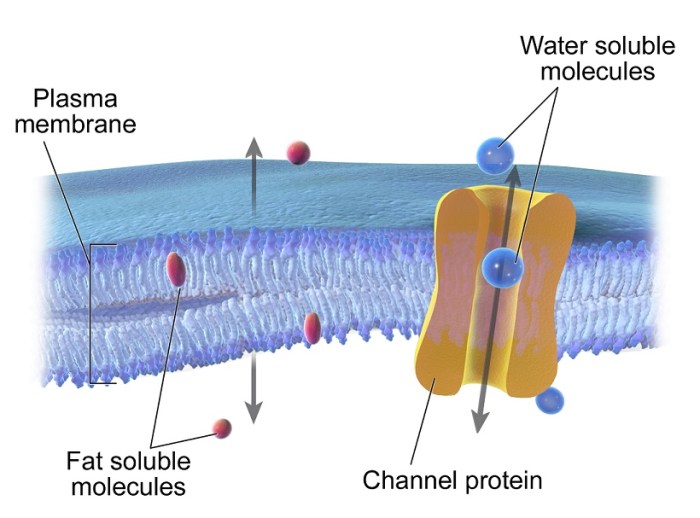 Soluble hormones hormone lipid water receptor location pathway type varies which cloudshareinfo endocrine