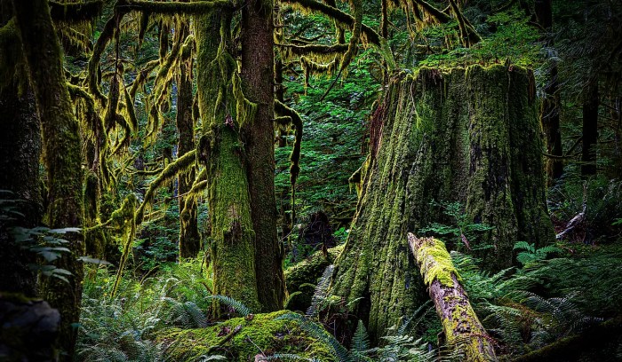 Old growth forests are notable for containing species that