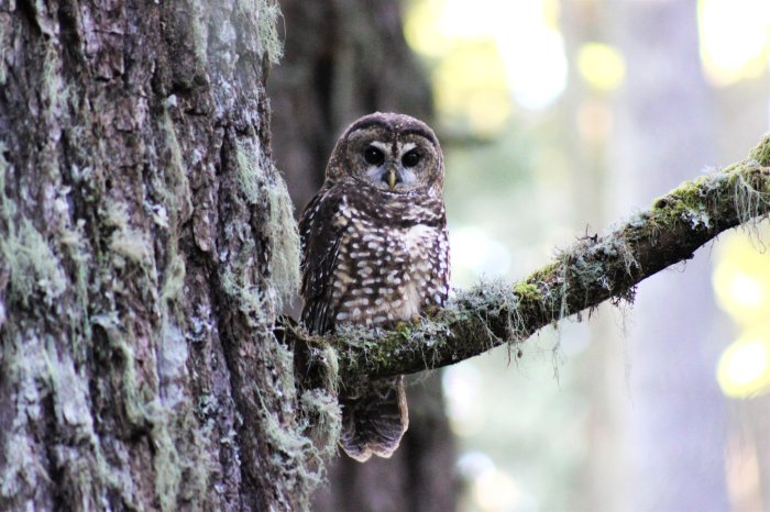 Forests disturbance complexity keeton